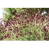 Health Embassy Burnet Herb | Sanguisorba officinalis L | 100%