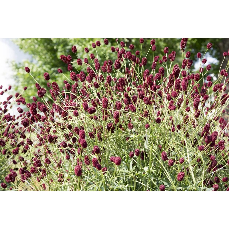 Health Embassy Burnet Herb | Sanguisorba officinalis L | 100%
