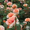 Heirloom Floribunda Roses, Live Own Root Plant for Outdoor Garden,