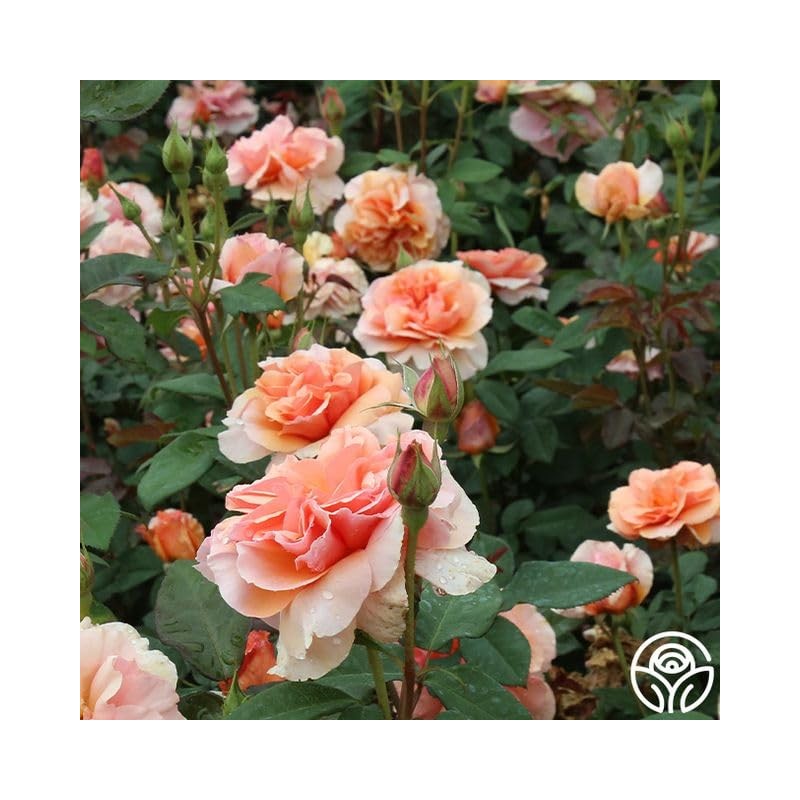 Heirloom Floribunda Roses, Live Own Root Plant for Outdoor Garden,