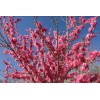 live plant Red Baron Peach Tree 6-12” tall, Fruit Tree-