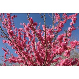 live plant Red Baron Peach Tree 6-12” tall, Fruit Tree- Flavorful, Juicy Freestone Peach