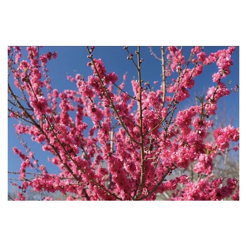 live plant Red Baron Peach Tree 6-12” tall, Fruit Tree-