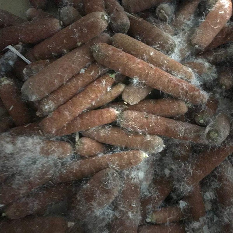 野宿の匠 火口（ホクチ）蒲の穂予備 50g(約130回分） 股旅キット・サバイバルキット・ブッシュクフター用