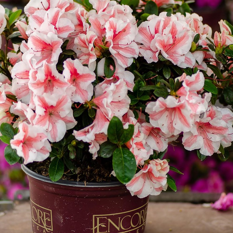 Encore Azalea Autumn Starburst (1 Gallon) Multi-Color Flowering Shrub -