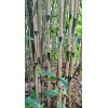 Bamboo 3 Pieces Tonkin Cane RHIZOME Root 12"+ Live Bamboo
