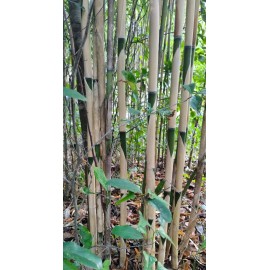 Bamboo 3 Pieces Tonkin Cane RHIZOME Root 12"+ Live Bamboo Tea Stick Pseudosasa Amabilis