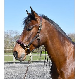 Rhinegold Softee Leather Padded Headcollar-Pony Brown/Brown