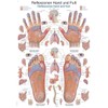 Teaching Board "Reflex Zones Hand and Foot", 70 x 100