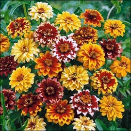 1500 Persian Carpet Mix Zinnia Seeds for Planting Mexican Zinnia 3+ Gram of Seeds Non GMO Heirloom USA Harvested pollinator bee Butterfly