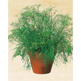 Salerno Seeds Dill Aneto Comune 3 Grams Made in Italy Italian Non-GMO