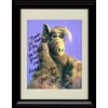 Alf Autograph Promo Print - Portrait - Framed 8x10