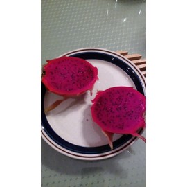 Dragon Fruit Cutting Red 12 Inch Cutting