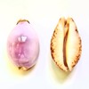 Lodkksg 2 White Purple-top Conch Shells, White Purple Tiger Skin