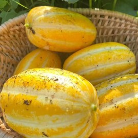 NYgardenia 120+ Korean Melon Seeds – Asian Fruit Cucumber Melon Variety for Home Gardens