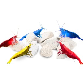 Jor Water Conditioner Calcium Rocks for Baby Shrimps, Isopods, and Crayfish, Enha...