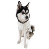 Zoo Snoods White Sweater for Dogs and Cats - for