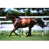 Sombayu Liquid Special 55cc Horse Oil Horse Oil