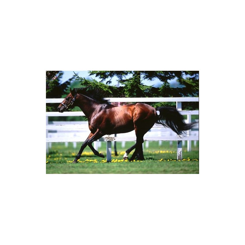 Sombayu Liquid Special 55cc Horse Oil Horse Oil