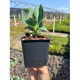 Autumn Joy Sedum in a 3.5" Pot-Beautiful Sturdy Perennial!!! (5)