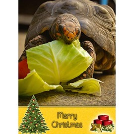 Tortoise Christmas Card 'Merry Christmas' - Special Xmas Card for Him Her Kids Male Female