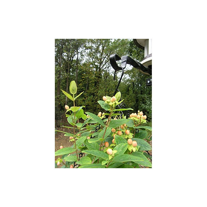 Garden Artisans 14 in Bellus Hanging Basket - 2 Pack