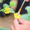 Angoily Chalk Pollination Tool Set, 8Pcs Garden Tool Set for