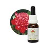 Australian Bush Flower Essences Waratah 15ml