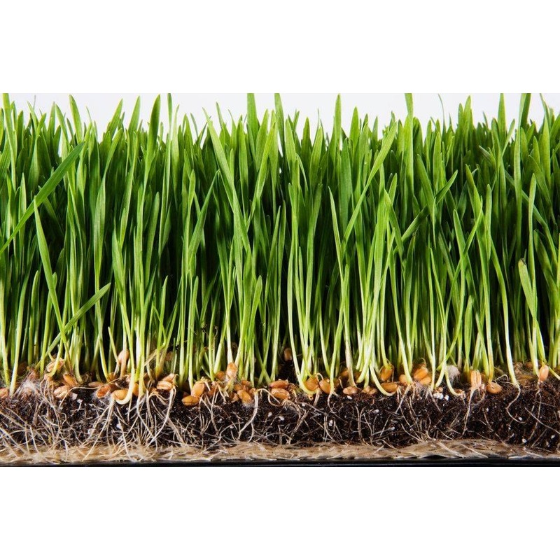 Water Storing Polymer Crystal Helps Prevent Plants Over and Under