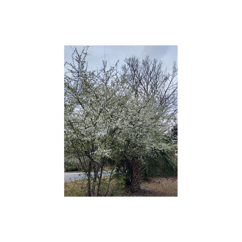 Chickasaw Plum Tree 5 FRESH Cuttings