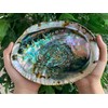 Abalone Shell, Seashell Incense Burner, Smudge Bowl for Holding Smudge