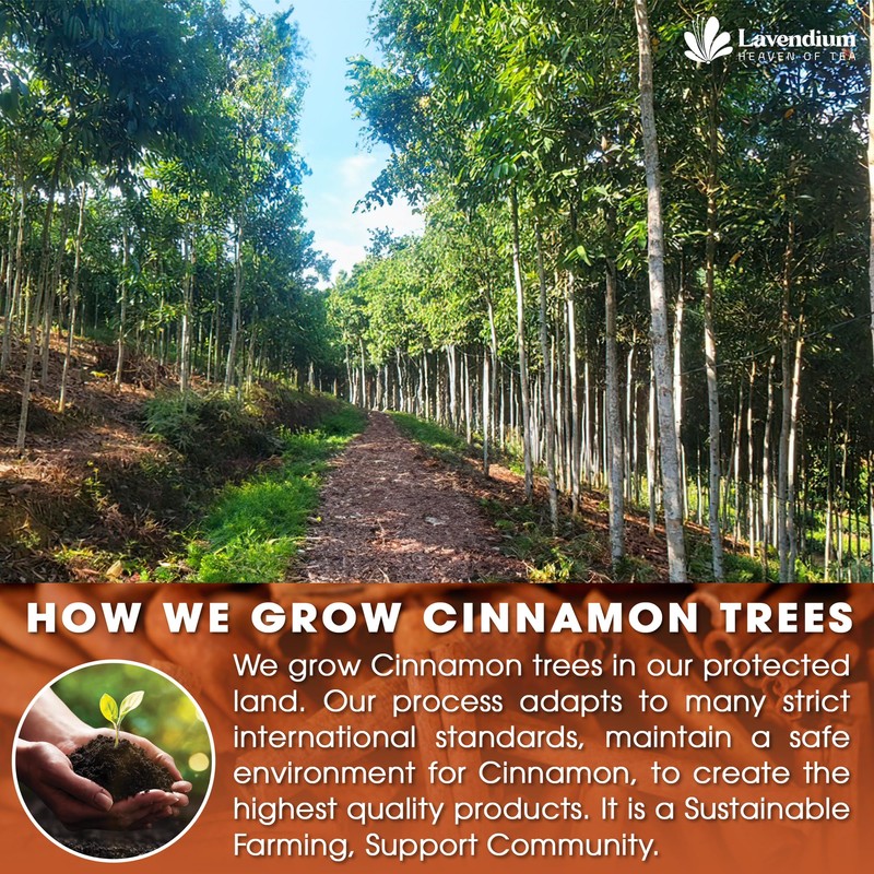 Lavendium Lavendium, 20 Pure Cinnamon Tea Bags, Made of 100%