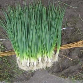 Southeast Seeds White Lisbon Bunching Onion Seeds, Scallions, NON-GMO, Heirloom, FREE SHIPPING - 500 Seeds