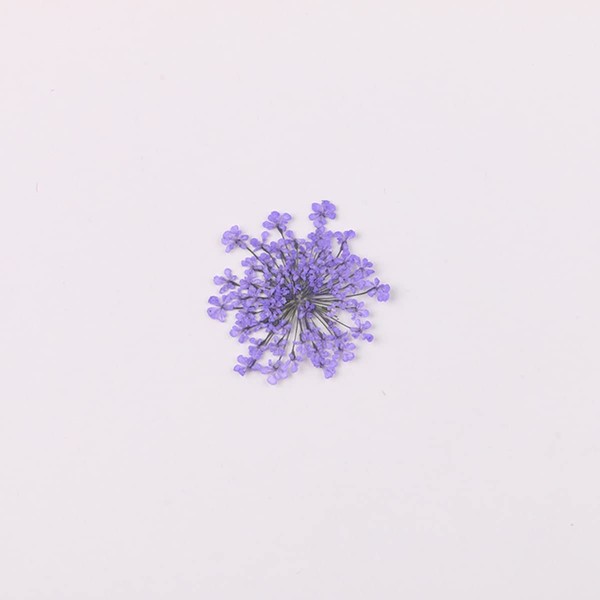 100pcs/pack Ammi majus Natural Pressed Dried Flower Queen Anne's Lace Flowers for Resin Jewelry Making, Soap and Candle Making, Scrapbooking DIY (Purple)