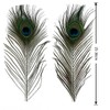 100pcs Natural Peacock Feathers with Eye Peacock Tail Feathers 10-12inch
