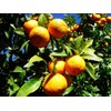 40 Pcs Orange Seeds Planting for Outdoor Indoor