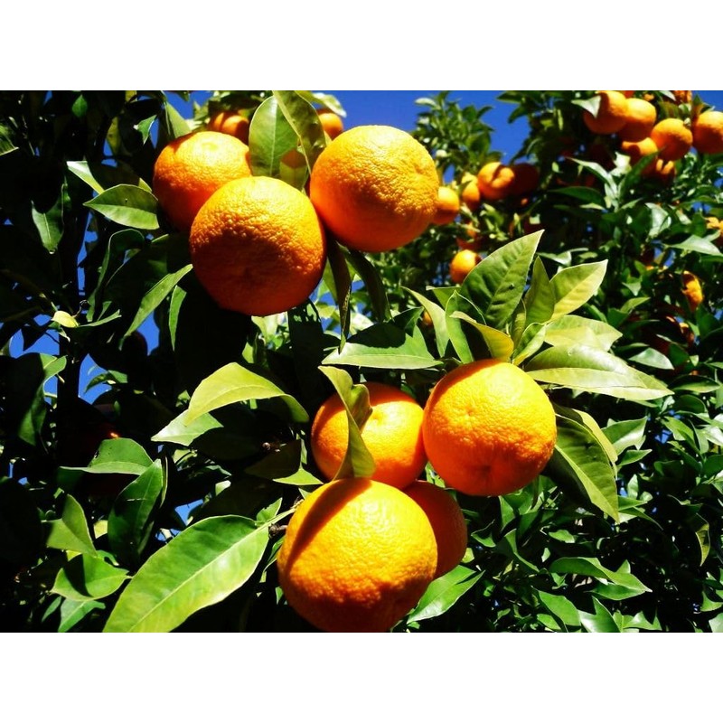 40 Pcs Orange Seeds Planting for Outdoor Indoor