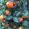 100+ Mandarin Orange Seeds Citrus Reticulata Blanco - Order Track