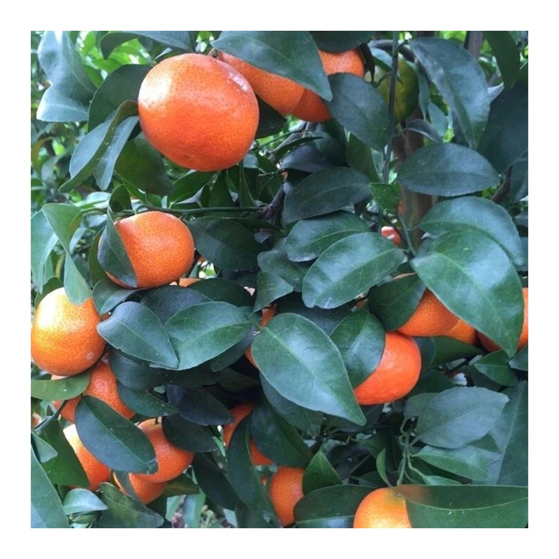 100+ Mandarin Orange Seeds Citrus Reticulata Blanco - Order Track