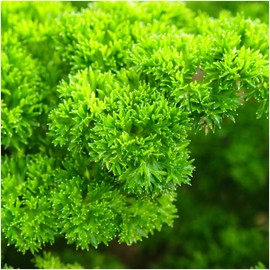 Seed Needs, Triple Curled Parsley (Petroselinum crispum) Twin Pack of 600 Seeds Each Non-GMO