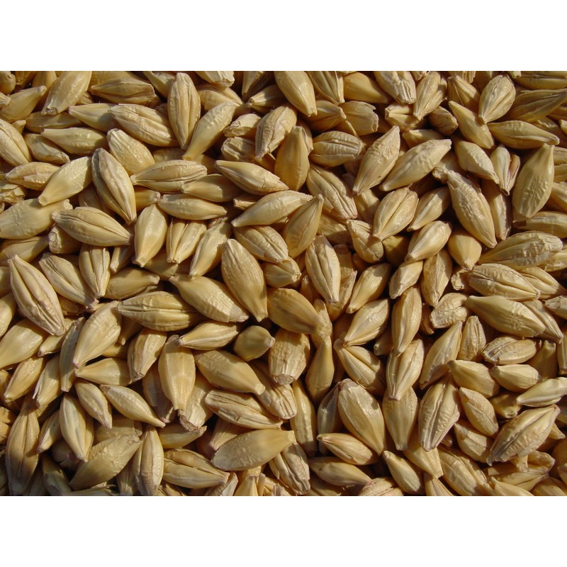 Barley 12 Lbs, Unhulled Barley (Hull Intact), Joseph's Grainery Whole