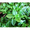 Sun Jewel Yellow Sun Flower Rose Succulent - Aptenia Cordifolia