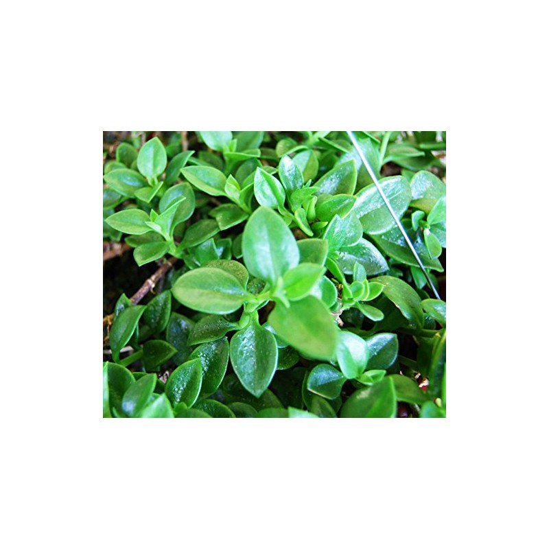 Sun Jewel Yellow Sun Flower Rose Succulent - Aptenia Cordifolia