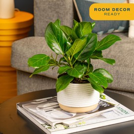 Costa Farms Ficus Audrey Live Plant | 1-2 Feet Tall Indoor Houseplant in 6-Inch Minimal Decor Pot | Easy to Grow, Air Purifying | Room, Office, and Home Decor