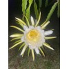 Cactus 2X Queen 12" CACTUS ORCHIDs NIGHT BLOOMING CEREUS