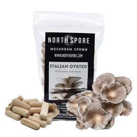 North Spore Italian Oyster Mushroom Plugs, 100 Count Premium Quality Mushroom Plug Spawn, Made in USA, Grow Mushrooms on Logs, Easy to Use, Gourmet Culinary Mushrooms, Medicinal Mushrooms