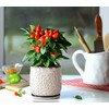 D'vine Dev 5 Inch Embossed Leaves Stoneware Planter Pot with