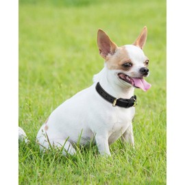 Joytale Leather Dog Collar for Puppies and Small Dogs, Soft Genuine Leather Dog Collar Durable and Adjustable, Black, XS