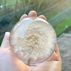 NouvoCrescent Real Dandelion Paperweight - Home Decor Crystal Resin Ball 3.14in (80mm) - Clear Resin Dandelion Flower Globe for Special Days - Sphere Figurine Office Paperweight w/Flat Bottom