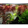 30+ Red Root Floater - Live Aquarium Plants - 4oz
